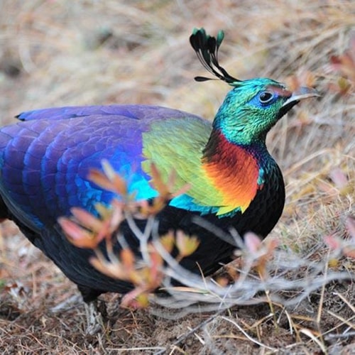 The national bird of Nepal known as Danphe